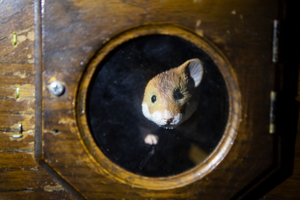 Hidden Nimseskus (Hampsters) 0