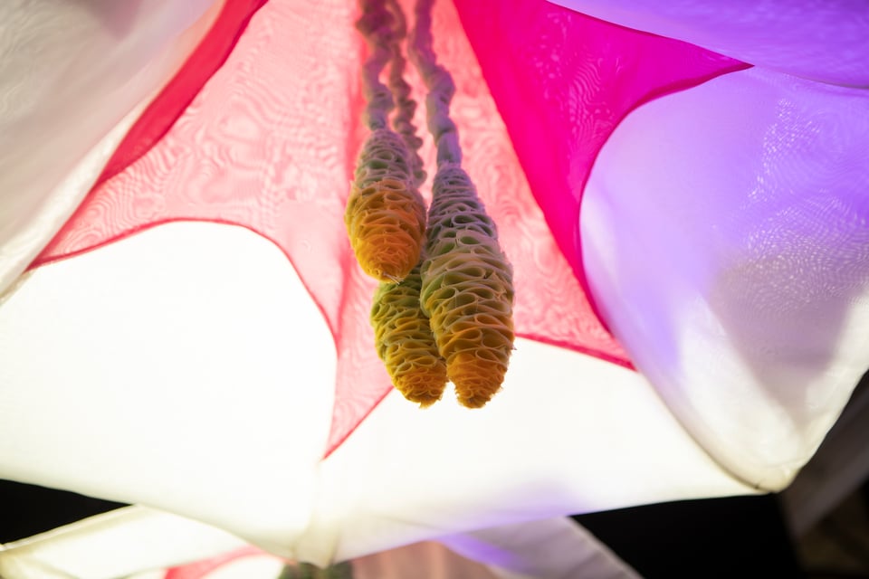 Datura Hanging Flowers 2